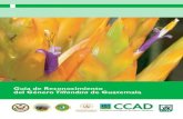 Guía de Reconocimiento del Género Tillandsia de Guatemalacaftadr-environment.org/spanish/outreach/publications...de Biología, USAC), USCG (Herbario del Centro de Estudios Conservacionistas-CECON,
