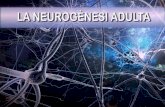 La neurogènesi adultapremisrecerca.uvic.cat/sites/default/files/webform... · 2015. 3. 11. · La neurogènesi adulta 8 2. EL SISTEMA NERVIÓS Anatòmicament, el sistema nerviós