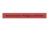 Interacciones hongos-animales · 2014. 4. 10. · Interacciones Hongos-animales . Relaciones hongos-nematodos Control de poblaciones de nematodos Mecanismos de acción conocida Mecanismos
