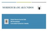 Piedad Marcela Guavita Falla RII Dermatología Universidad Nacional de … · 2019. 11. 29. · MORDEDURA DE ARÁCNIDOS Arañas pertenenecen a los artrópodos Actúan como controles
