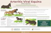 Arteritis Viral Equina · 2021. 8. 3. · FIEBRE AFTOSA (Aphthovirus) FIEBRE CATARRAL MALIGNA [Herpesvirus 2 ovino y caprino / alcelaﬁne (AIHV-2)] FIEBRE DEL VALLE DEL RIFT (Phlebovirus)