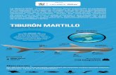 TIBURÓN MARTILLO · 2021. 5. 3. · TIBURÓN MARTILLO Alimentación Se alimenta de una amplia variedad de presas como peces óseos, tiburones, rayas e invertebrados. La Alianza WWF