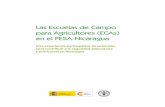 Las Escuelas de Campo para Agricultores (ECAs) en el PESA … · Las Escuelas de Campo para Agricultores (ECAs) en el PESA - Nicaragua proceso no necesariamente debe abarcar todas