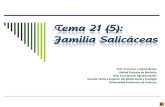 Tema 21 (5): Familia Salicáceas20PDF/Salic%E1...Tema 21 (5): Familia Salicáceas Prof. Francisco J. García Breijo Unidad Docente de Botánica Dep. Ecosistemas Agroforestales Escuela