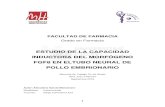 ESTUDIO DE LA CAPACIDAD INDUCTORA DEL MORFÓGENO FGF8 …dspace.umh.es/bitstream/11000/7041/1/García Manzanaro... · 2021. 1. 29. · las tres capas germinales: ectodermo, ... neural
