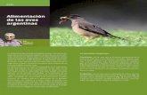 Alimentación de las aves argentinas · 2020. 7. 7. · Carnívoras: son las aves que se alimentan principalmente de vertebrados. Dentro de este grupo están las aves que capturan