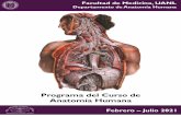 Programa del Curso de Anatomía Humana · UNIVERSIDAD AUTÓNOMA DE NUEVO LEÓN FACULTAD DE MEDICINA MÉDICO CIRUJANO Y PARTERO Departamento de Anatomía Humana Programa del Curso