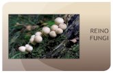 REINO FUNGI · 2019. 4. 25. · 2019. 4. 25. · REINO FUNGI El reino fungi (“hongos en latín) está constituido por organismos eucariotas entre los que se encuentran los mohos,