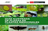 GUÍA ILUSTRADA · 2021. 6. 3. · 8 Guía ilustrada de plagas en plantas medicinales Nombre común: Barrenador de brotes. Hospedero: “mastuerzo” Tropaeolum majus. Las larvas