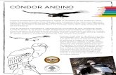 CÓNDOR ANDINO · 2020. 12. 1. · El uso de cebos tóxicos, práctica ilegal, pone en peligro al cóndor andino y a todas las formas de vida, incluso la humana. Vultur gryphus Posado