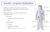 Teixits i òrgans limfoidescosmolinux.no-ip.org/recursos_aula/BIO2nBAT/Immunologia/...d'eliminar cèl·lules defectuoses o envellides. Els ganglis limfàtics – S'emmagatzemen limfòcits