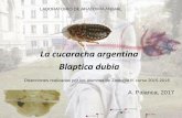 La cucaracha argentina Blaptica dubia - anatolab.net