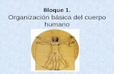 Bloque 1. Organización básica del cuerpo humano