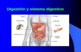 Sistema Digestivo humano - IPLACEX