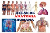 ATLAS DE ANATOMIA HUMANA - TusLibros.com