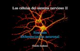 Las células del sistema nervioso II