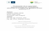 Evaluación de la capacidad biocontroladora de Trichoderma ...