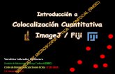 Colocalización Cuantitativa Y ImageJ / Fiji ÓPTICA