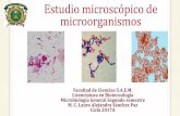 Estudio microscópico de microorganismos