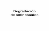 Degradación de aminoácidos - UNAM