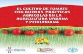 El cultivo de tomate con buenas prácticas agrícolas en la ...