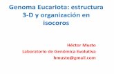 Genoma Eucariota: estructura 3-D y organización en isocoros