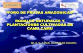 RODALES NATURALES Y PLANTACIONES CULTIVADAS DE CAMU …