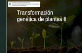 Transformación genética de plantas II