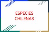 CHILENAS ESPECIES