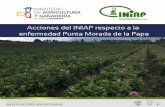 Acciones del INIAP respecto a la enfermedad Punta Morada ...