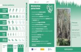 Referentes de boas Modelo silvícola PP1 prácticas forestais