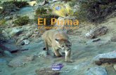 El Puma - agronomia.uc.cl