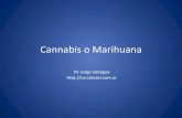 Cannabis o Marihuana