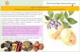 Ficha Técnica Papa (Solanum tuberosum)
