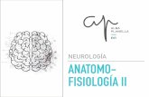 NEUROLOGÍA ANATOMO- FISIOLOGÍA II