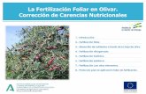 La Fertilización Foliar en Olivar.