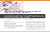 Diagnóstico molecular de Rickettsia spp: de la ...