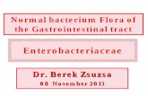 Normal bacterium Flora of the Gastrointestinal tract