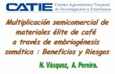 Sin título de diapositiva - Instituto Hondureño del Cafe
