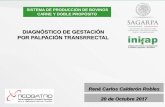 DIAGNÓSTICO DE GESTACIÓN POR PALPACIÓN TRANSRRECTAL
