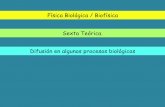 Física Biológica / Biofísica Sexta Teórica. Difusión en ...