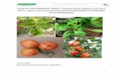 PLAN DE CONTINGENCIA ToBRFV, Tomato Brown Rugose Fruit …