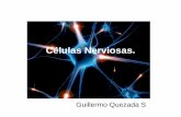Celulas nerviosas [Modo de compatibilidad]