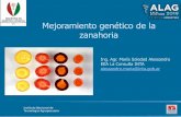 Mejoramiento genético de la zanahoria - SAG
