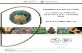 Fusarium guttiforme Nirenberg & O´Donnell, 1998 Ficha ...
