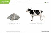 Lámina 1a ¿Qué diferencia una vaca de una roca? Clase 1 ...