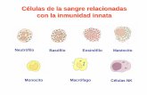 Células de la sangre relacionadas con la inmunidad innata