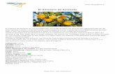 El limonero de Sorrento - Milazzo Flora