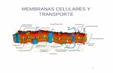 MEMBRANAS CELULARES Y TRANSPORTE - U-Cursos