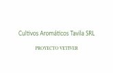 Culvos Aromácos Tavila SRL - VETIVER